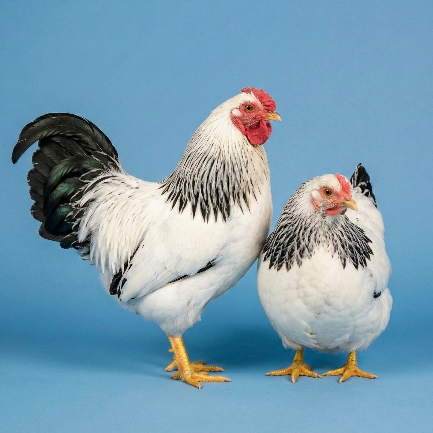 Bantam Columbian Wyandotte Chicks