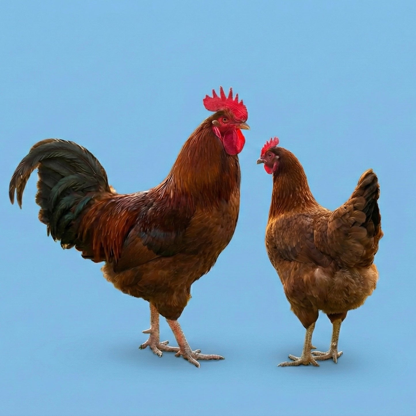 New Hampshire Red Hatching Eggs