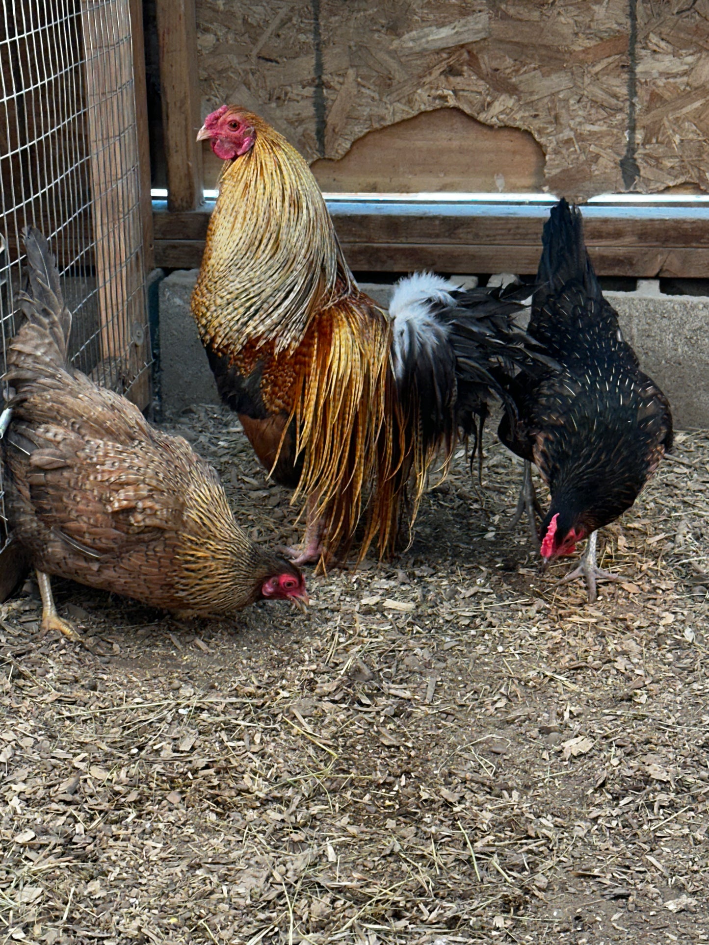 10 - Genetic Hackle Chicken Hatching Eggs