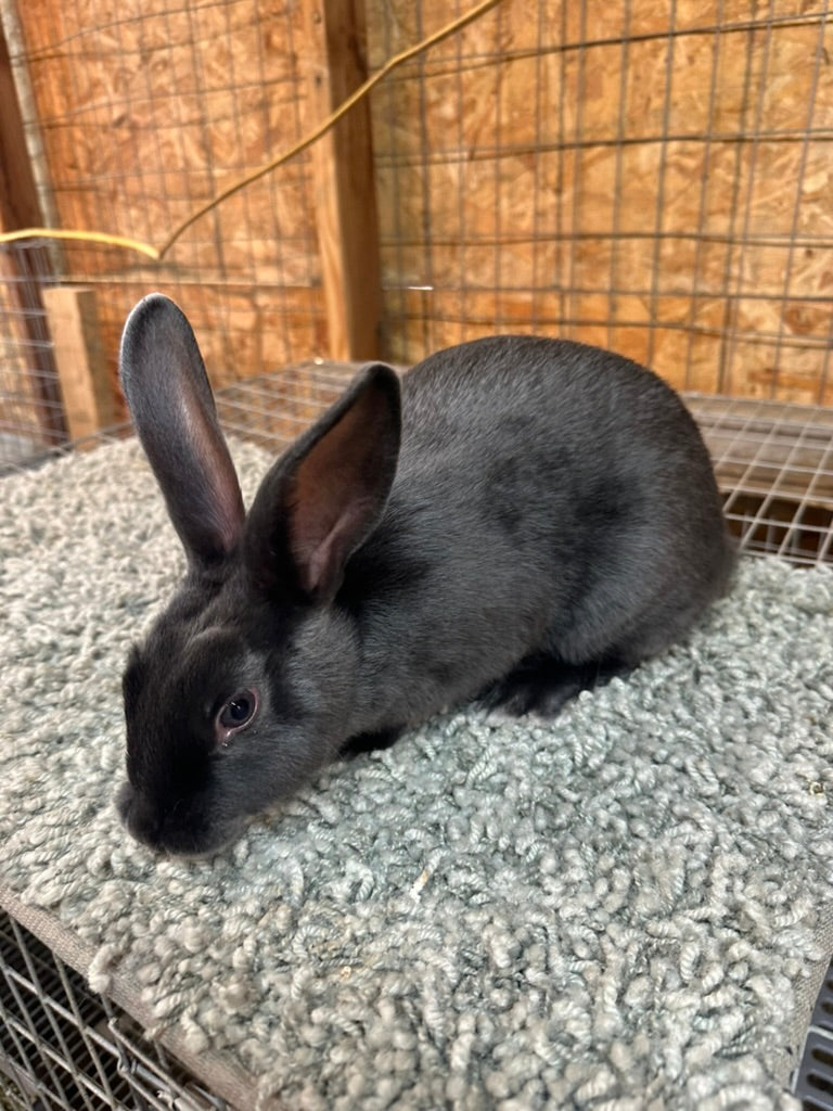 Rabbits