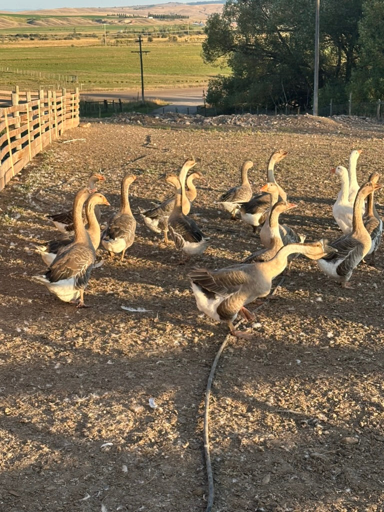 Geese