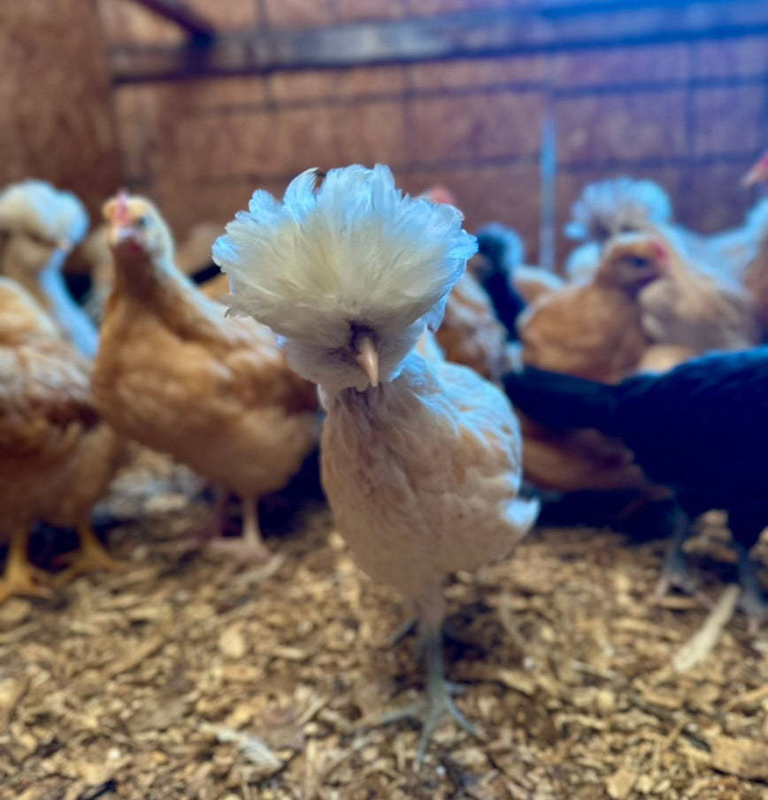 Started Pullets