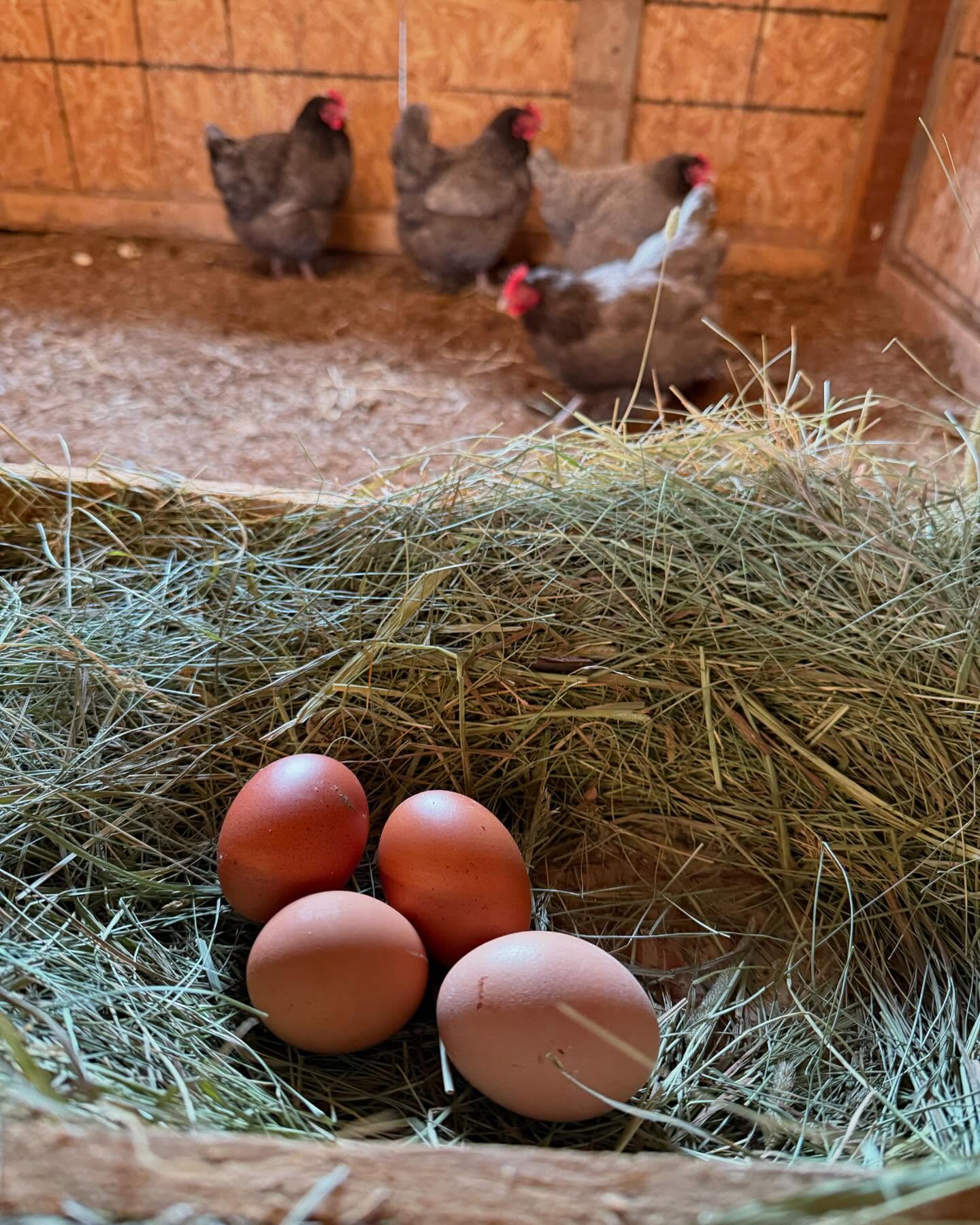 Hatching Eggs