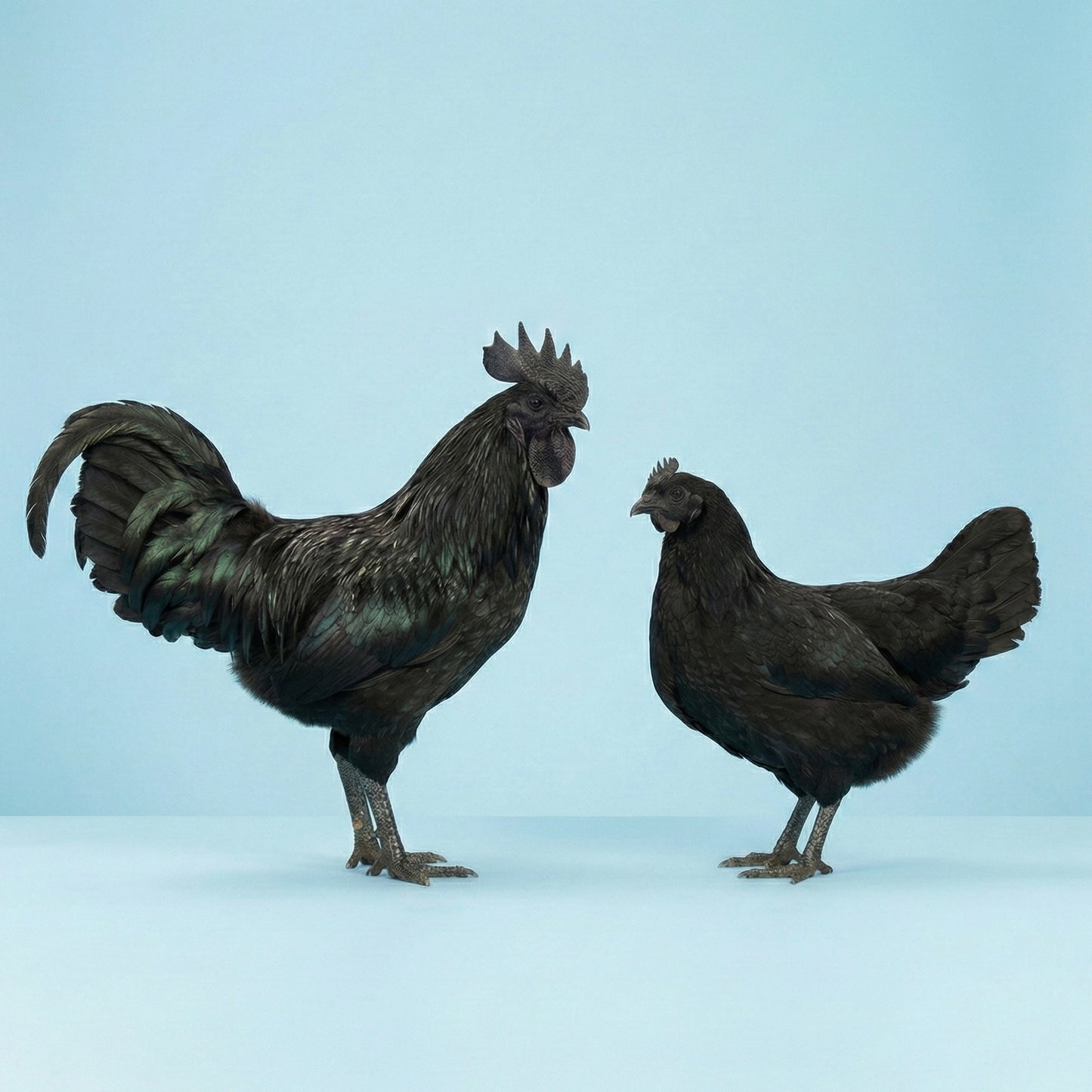 Ayam Cemani Hatching Eggs