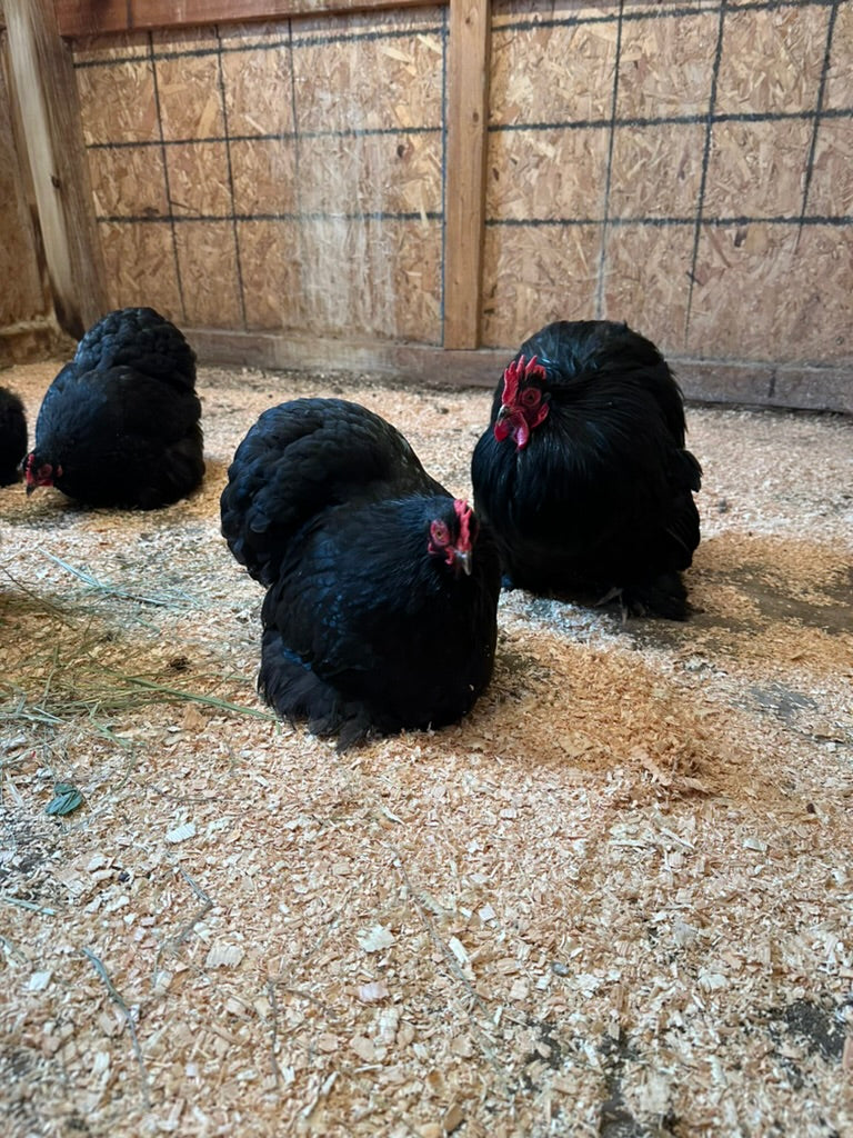Black Bantam Cochin Hatching Eggs