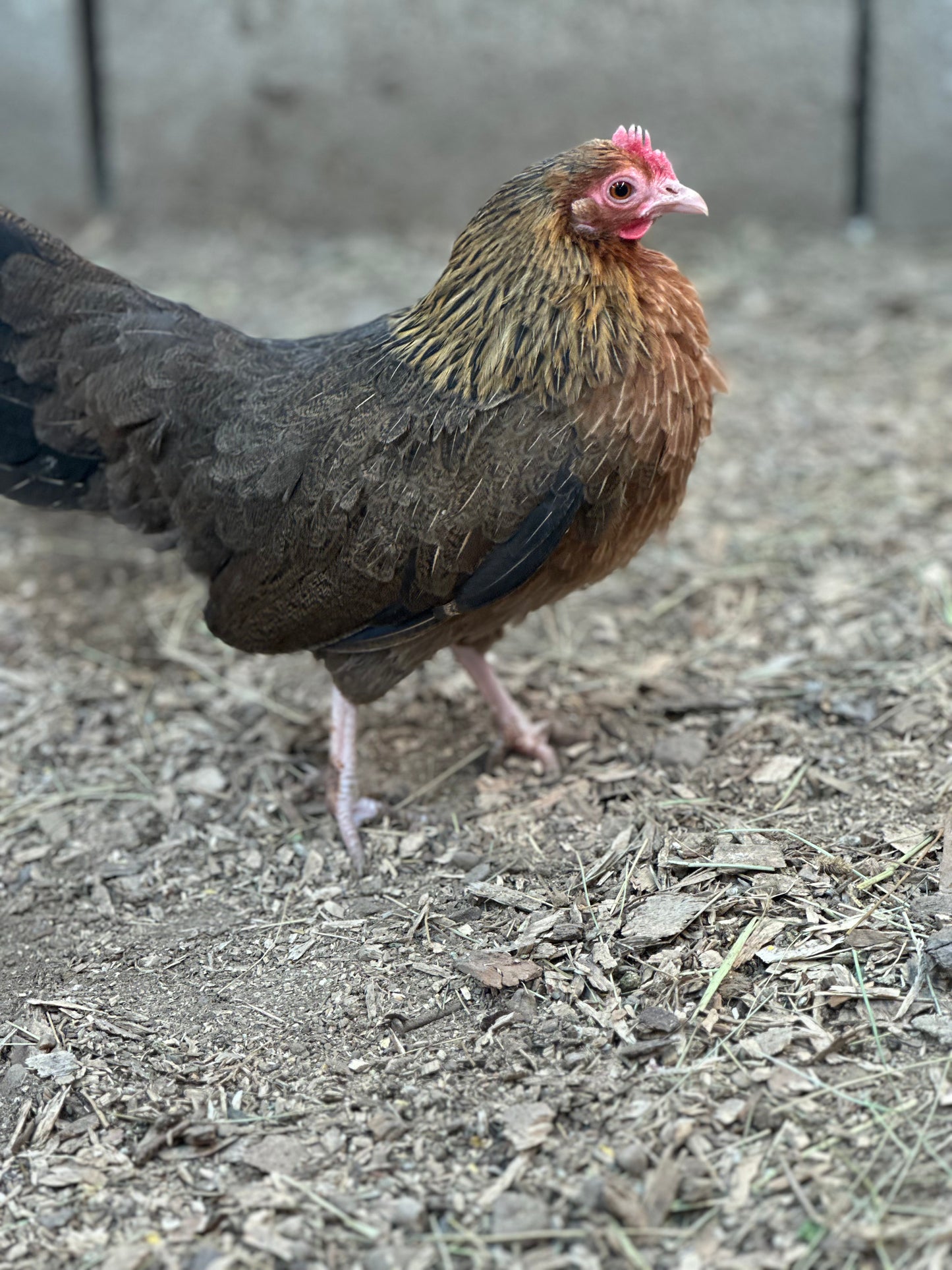 10 - Bantam Brown Dutch Hatching Eggs