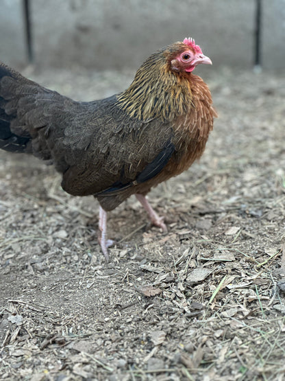 10 - Bantam Brown Dutch Hatching Eggs