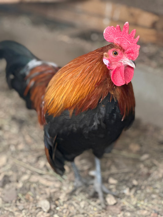 10 - Bantam Brown Dutch Hatching Eggs