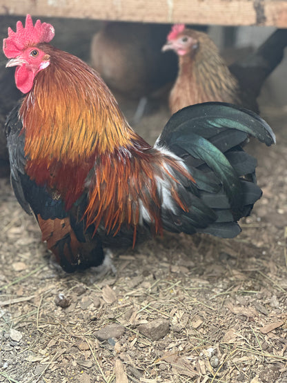 10 - Bantam Brown Dutch Hatching Eggs
