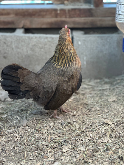 10 - Bantam Brown Dutch Hatching Eggs