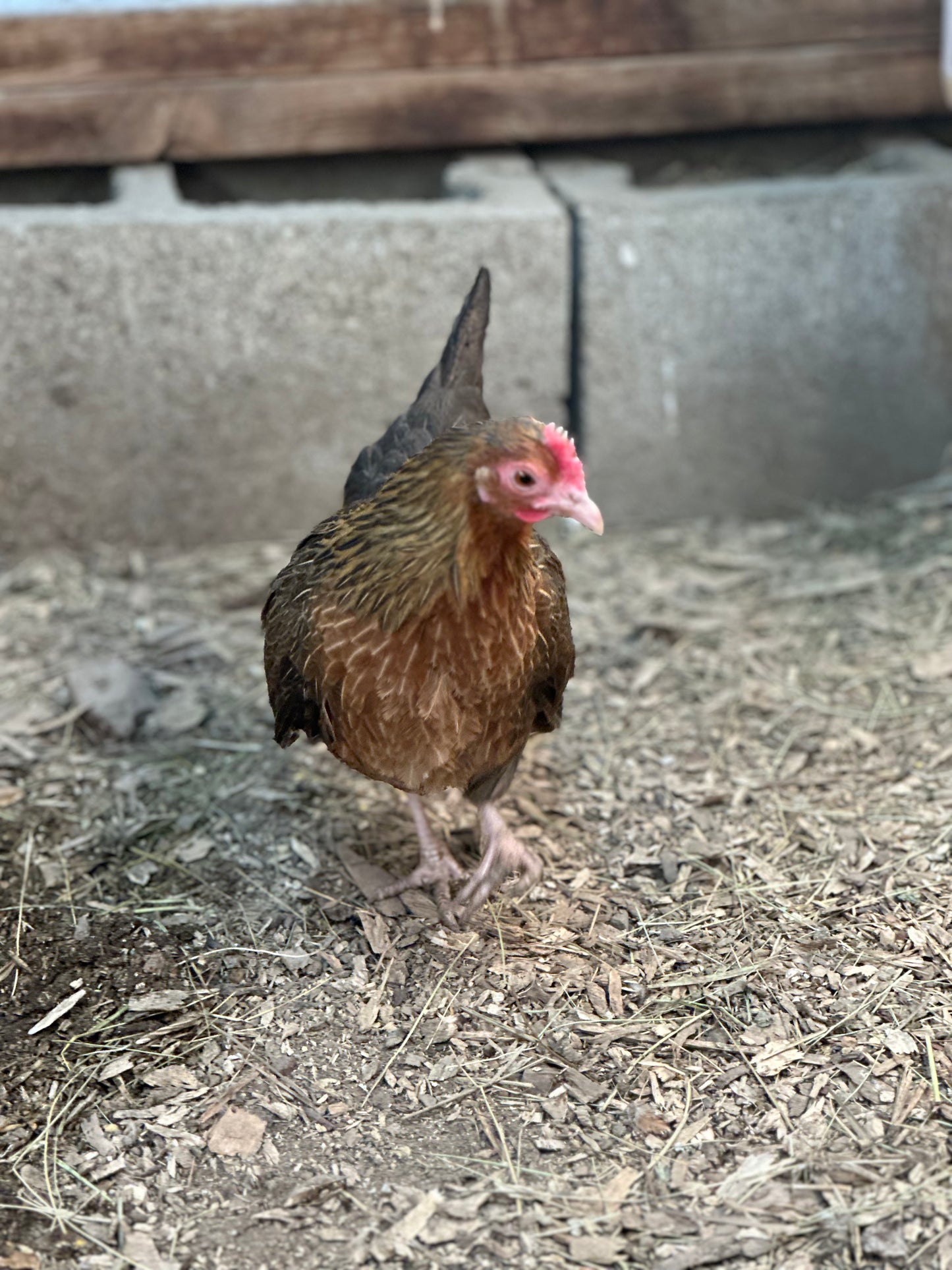 10 - Bantam Brown Dutch Hatching Eggs