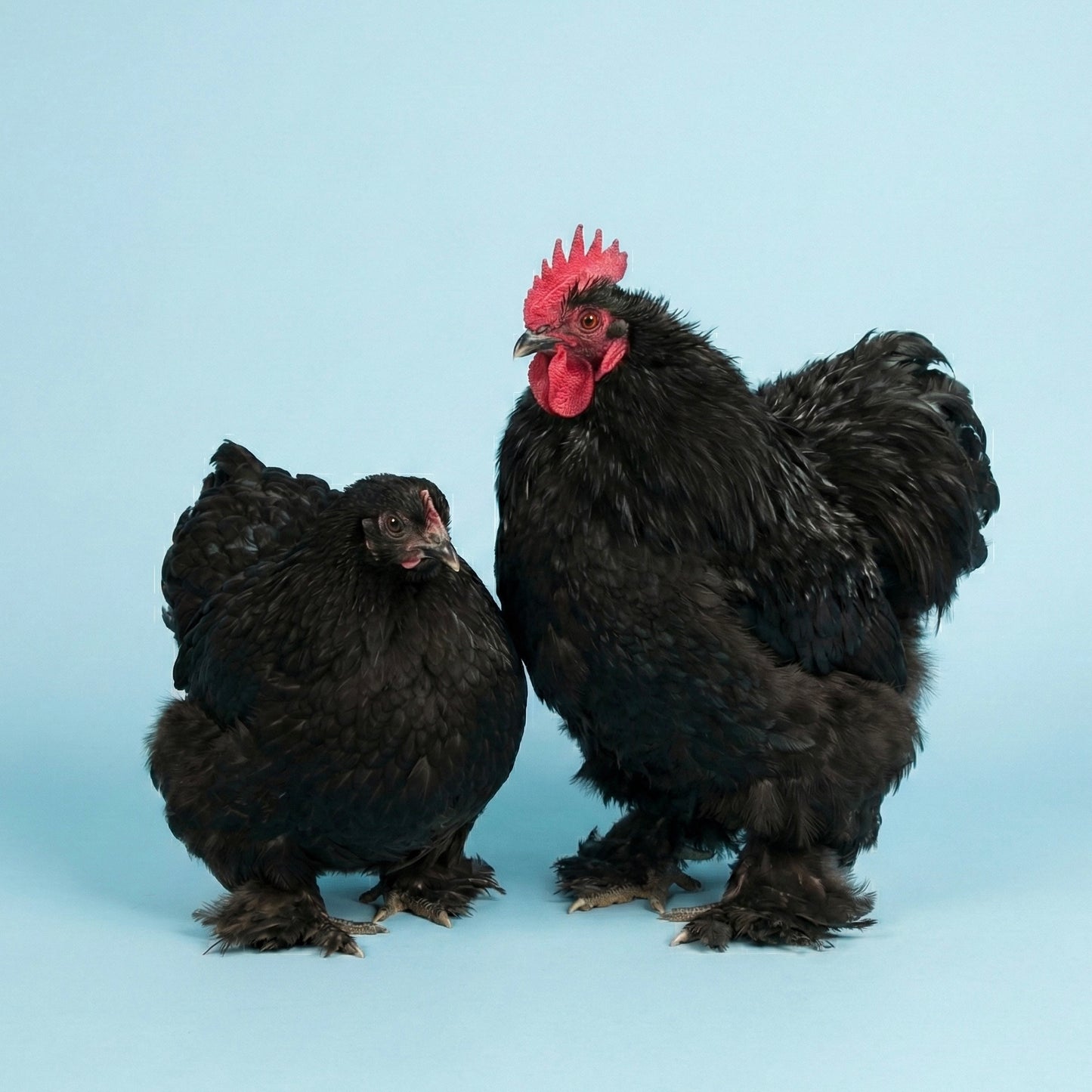 Bantam Black Cochin Hatching Eggs