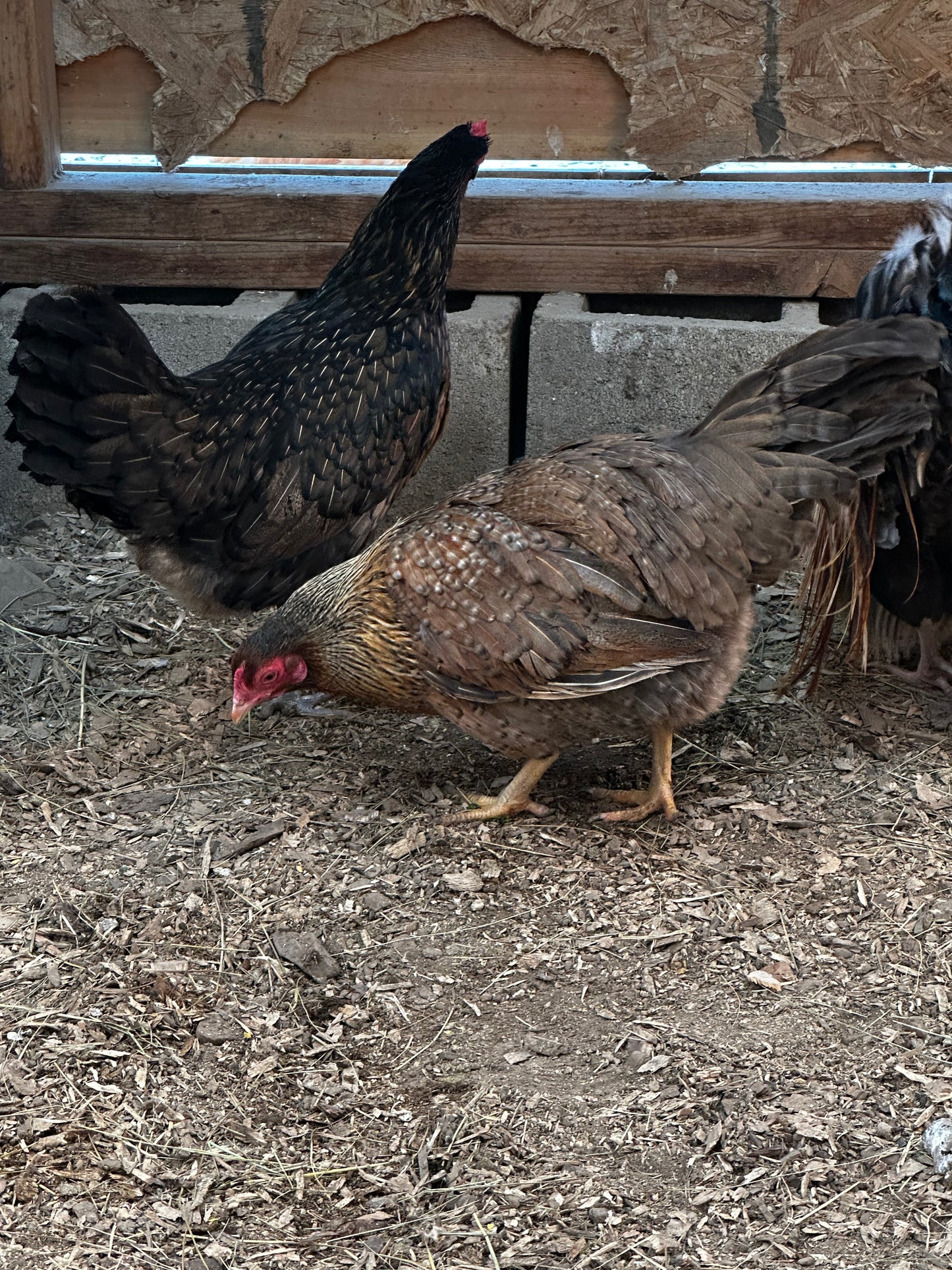 10 - Genetic Hackle Chicken Hatching Eggs