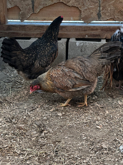 10 - Genetic Hackle Chicken Hatching Eggs