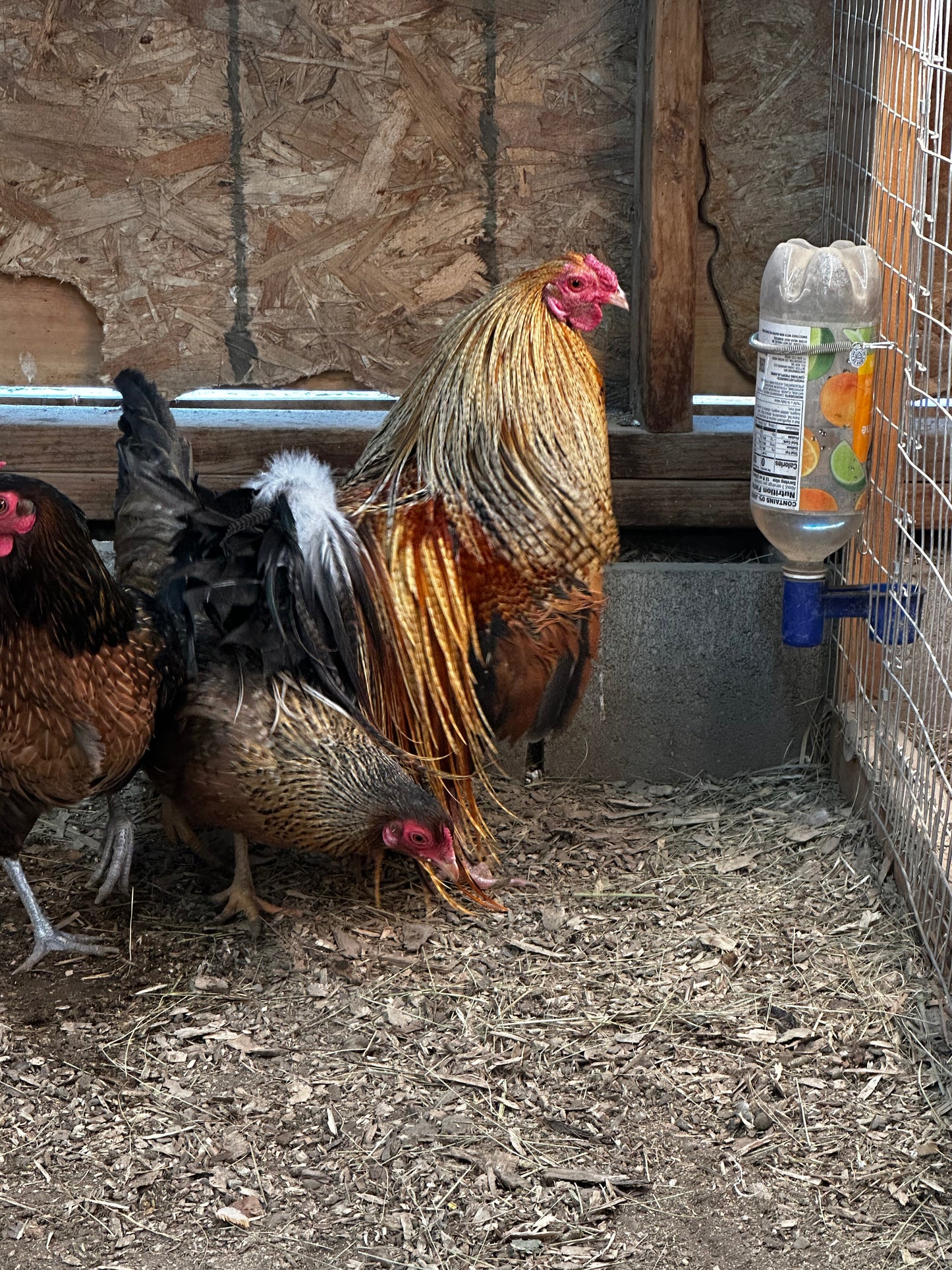 10 - Genetic Hackle Chicken Hatching Eggs