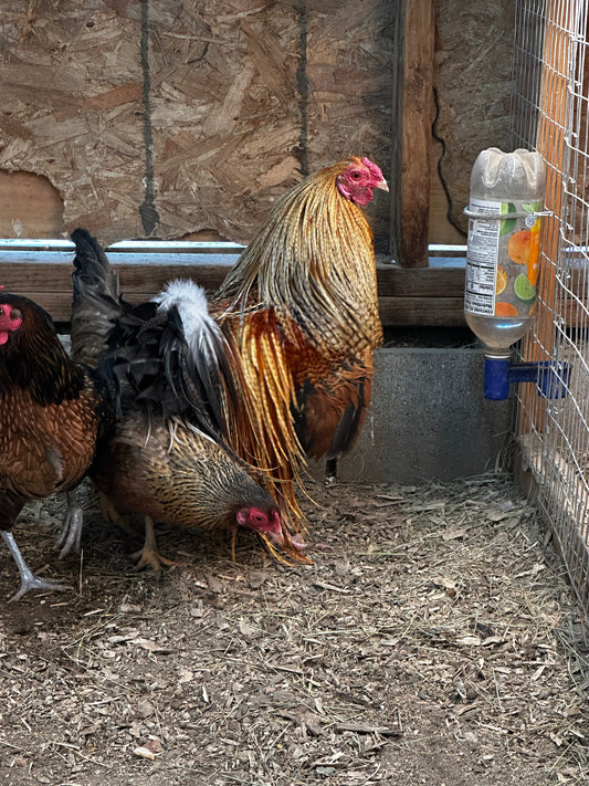 10 - Genetic Hackle Chicken Hatching Eggs