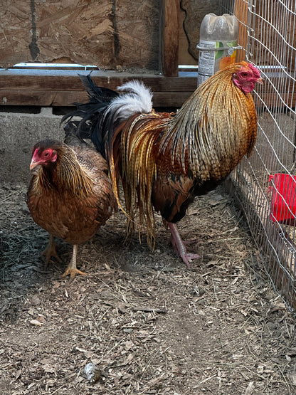10 - Genetic Hackle Chicken Hatching Eggs