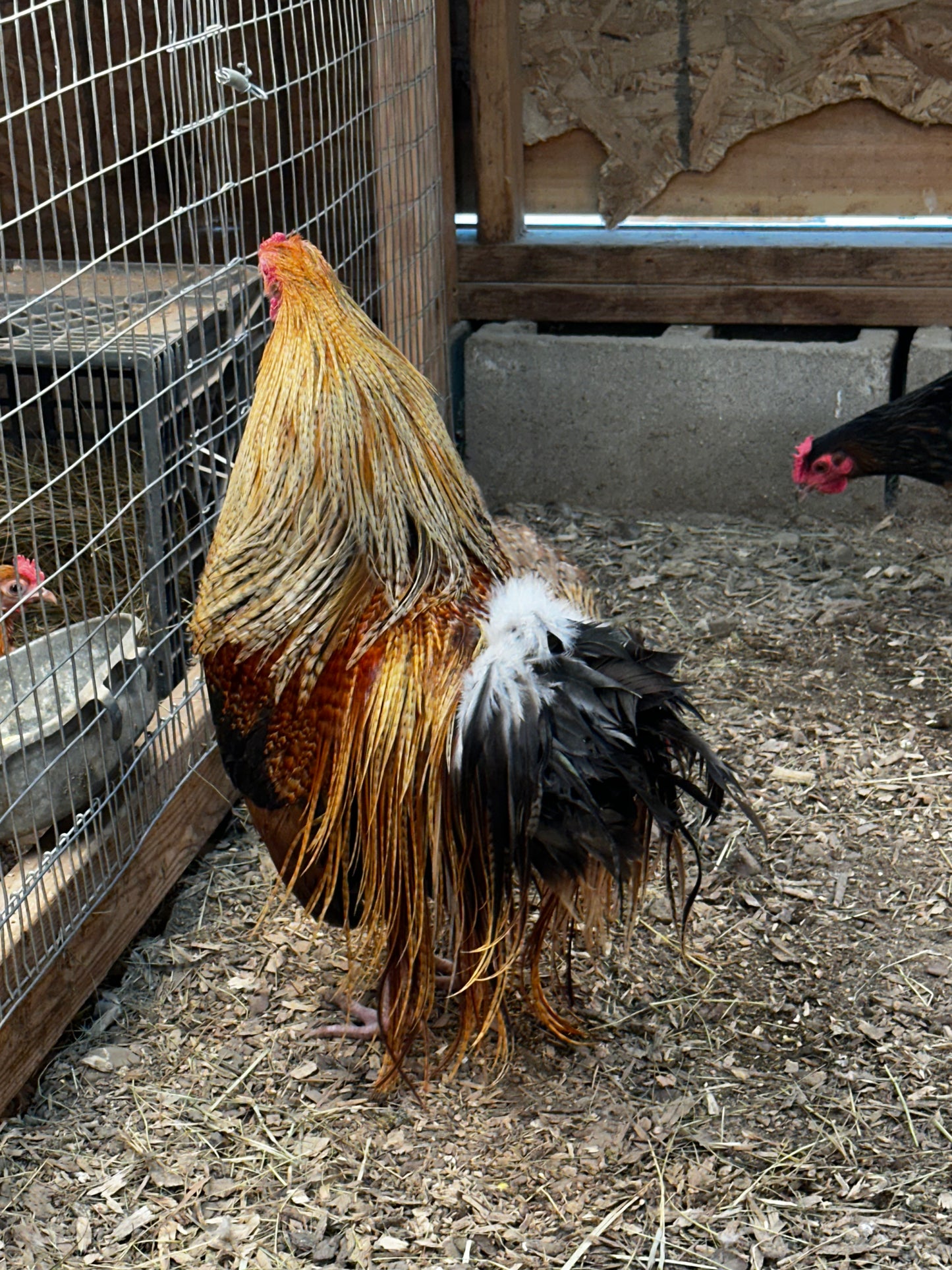 10 - Genetic Hackle Chicken Hatching Eggs