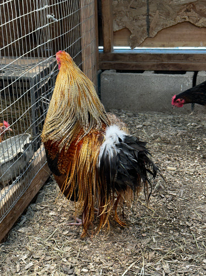 10 - Genetic Hackle Chicken Hatching Eggs