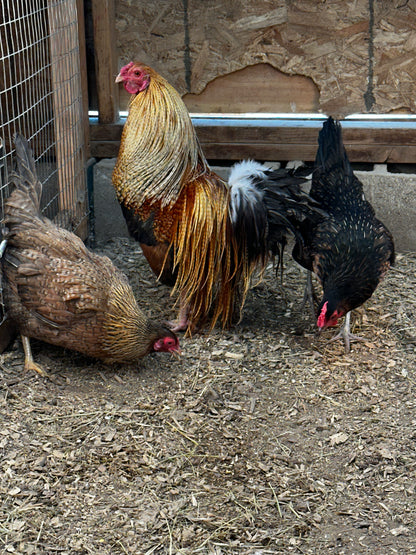 10 - Genetic Hackle Chicken Hatching Eggs