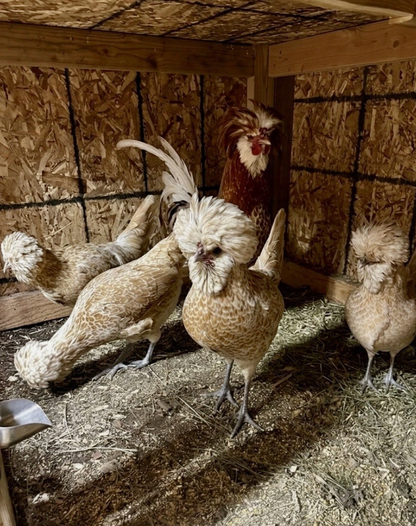 1 Dozen - Buff Laced Polish Hatching Eggs