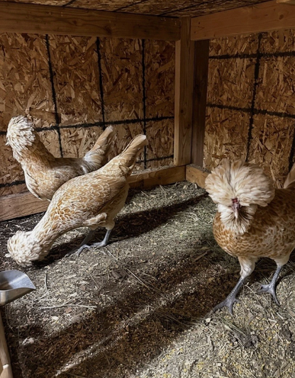 1 Dozen - Buff Laced Polish Hatching Eggs