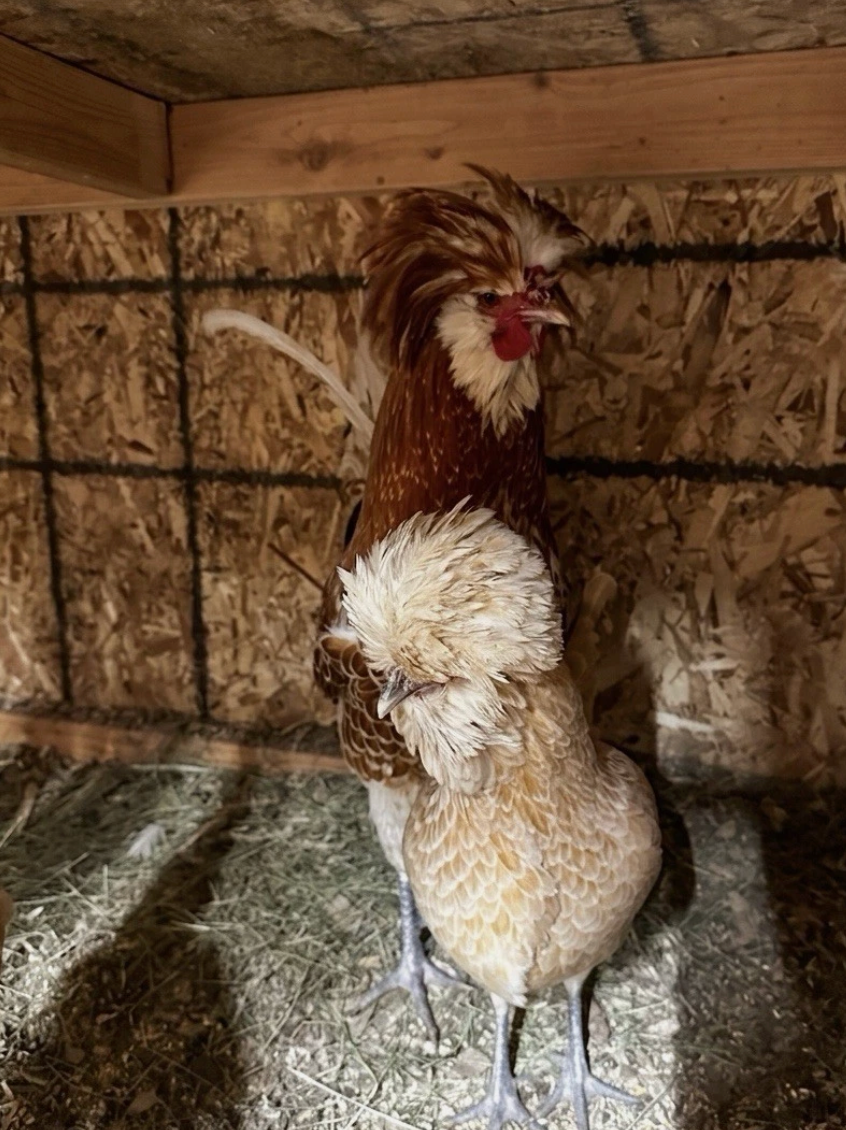 1 Dozen - Buff Laced Polish Hatching Eggs