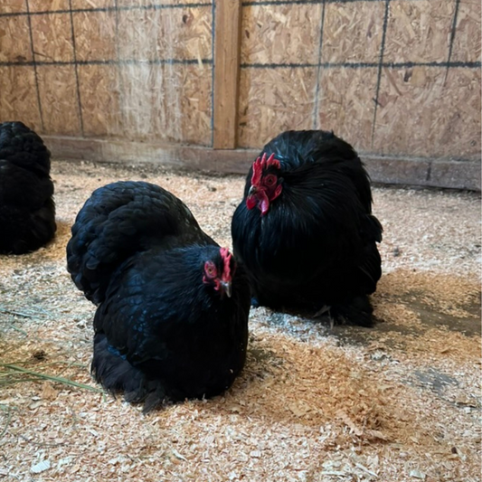 Bantam Black Cochin Chicks
